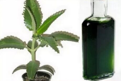 Tinktura Kalanchoe